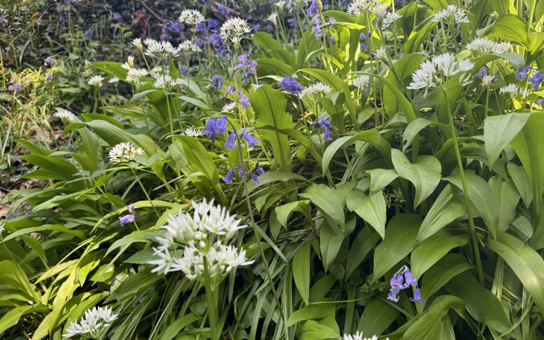 My garden wish