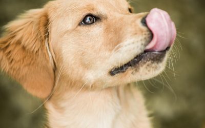 Licked better