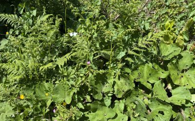 The bushes are alive