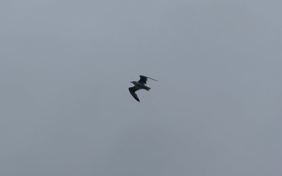 How do birds fly