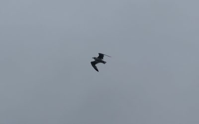 How do birds fly