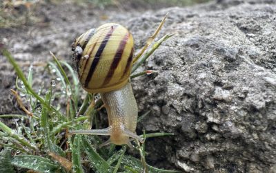 Careful where you tread