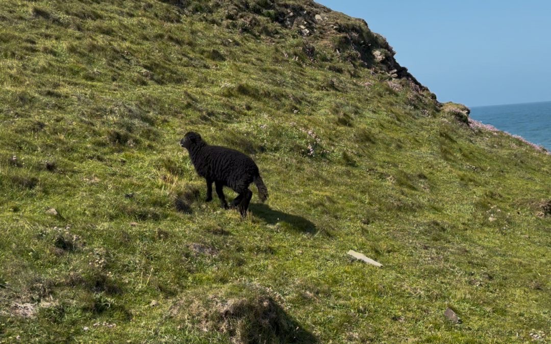Misplaced lamb