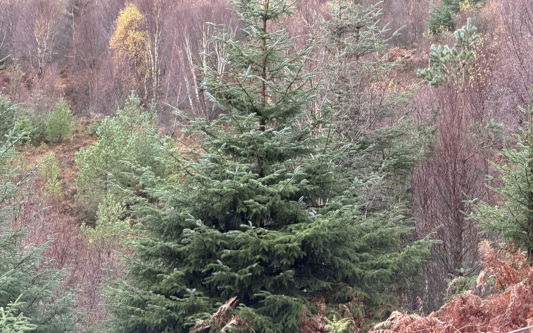 It’s beginning to smell a lot like Christmas