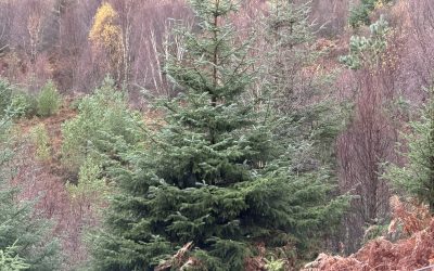 It’s beginning to smell a lot like Christmas