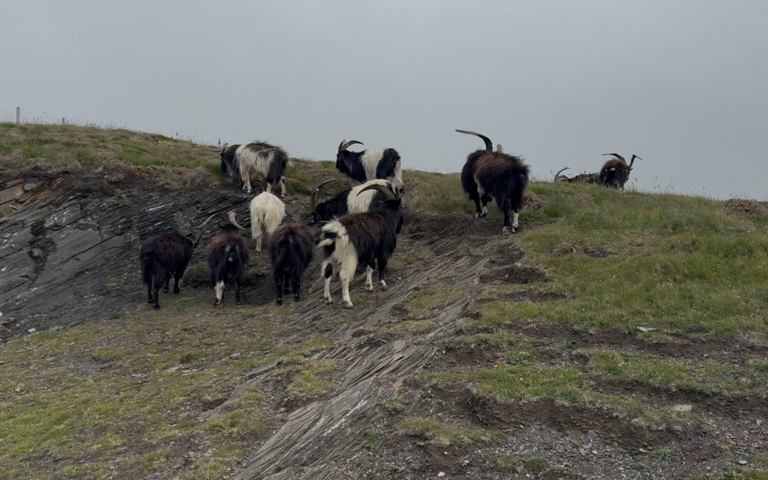 Do goats eat people
