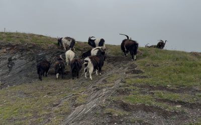 Do goats eat people